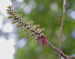 Aechmea angustifolia