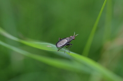 Coremacera marginata