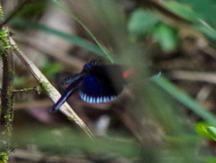 Heliconius erato cyrbia
