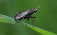 Coremacera marginata