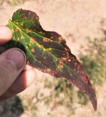 Coleosporium campanulae