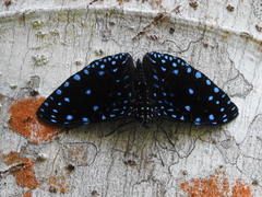 Hamadryas laodamia saurites