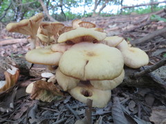 Desarmillaria caespitosa image