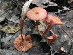 Entoloma roseum