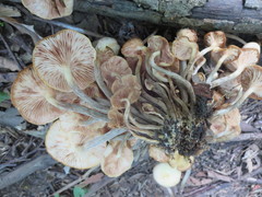 Desarmillaria caespitosa image