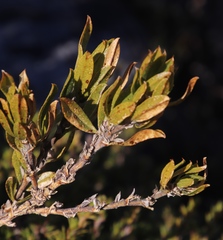 Psoralea mundiana