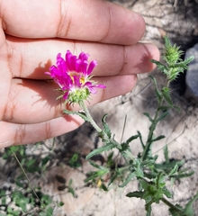 Xanthisma gymnocephalum