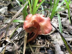Entoloma roseum