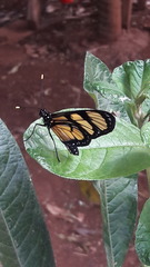 Methona themisto