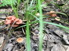 Entoloma roseum