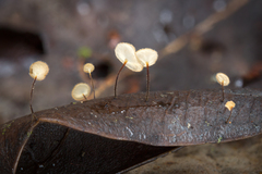 Gloiocephala