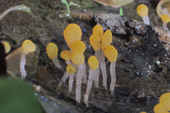 Mitrula lunulatospora