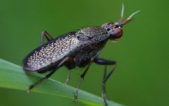 Coremacera marginata