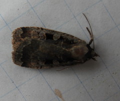 Eueretagrotis sigmoides