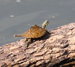 Graptemys oculifera