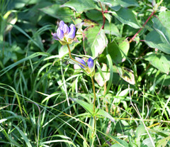Gentiana rubricaulis