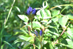 Gentiana rubricaulis