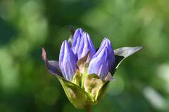 Gentiana rubricaulis