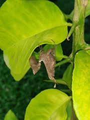 Acanthops parafalcata