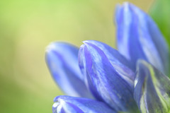 Gentiana rubricaulis