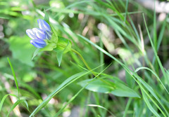 Gentiana rubricaulis