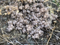 Psilocarphus tenellus