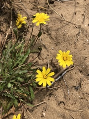 Leontodon saxatilis saxatilis