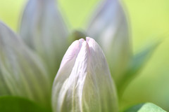 Gentiana rubricaulis