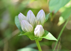 Gentiana rubricaulis