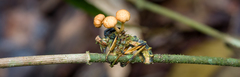Ophiocordyceps dipterigena
