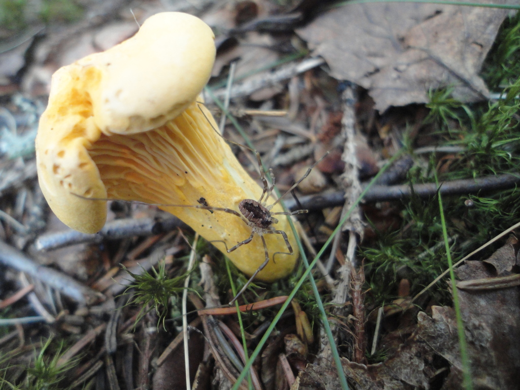 chanterelles from Bowring Park, St. John's, NL, Canada on August 12