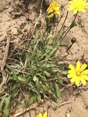 Leontodon saxatilis saxatilis