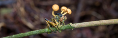 Ophiocordyceps dipterigena