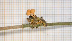 Ophiocordyceps dipterigena