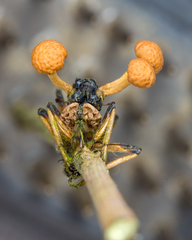 Ophiocordyceps dipterigena
