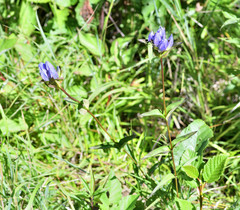 Gentiana rubricaulis