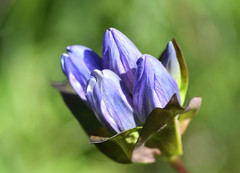 Gentiana rubricaulis