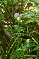 Gentiana rubricaulis