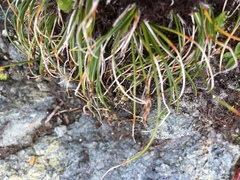 Carex myosuroides