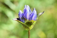 Gentiana rubricaulis