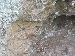 Cosmobunus granarius