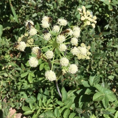 Angelica capitellata