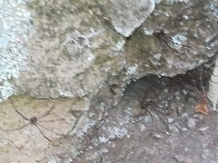 Cosmobunus granarius