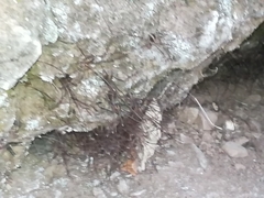 Cosmobunus granarius