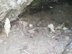 Cosmobunus granarius