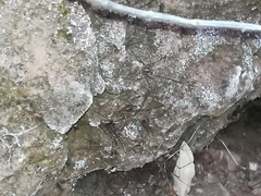 Cosmobunus granarius