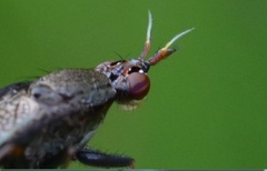 Coremacera marginata