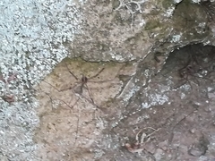 Cosmobunus granarius