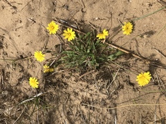 Leontodon saxatilis saxatilis