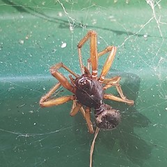 Steatoda nobilis
